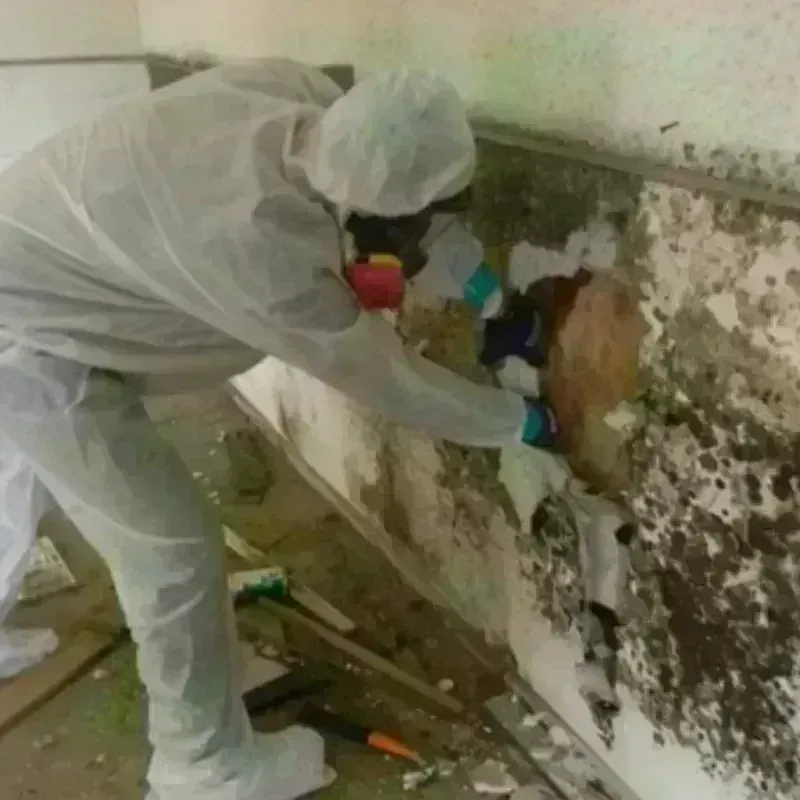 Mold Remediation and Removal in Vermillion, SD